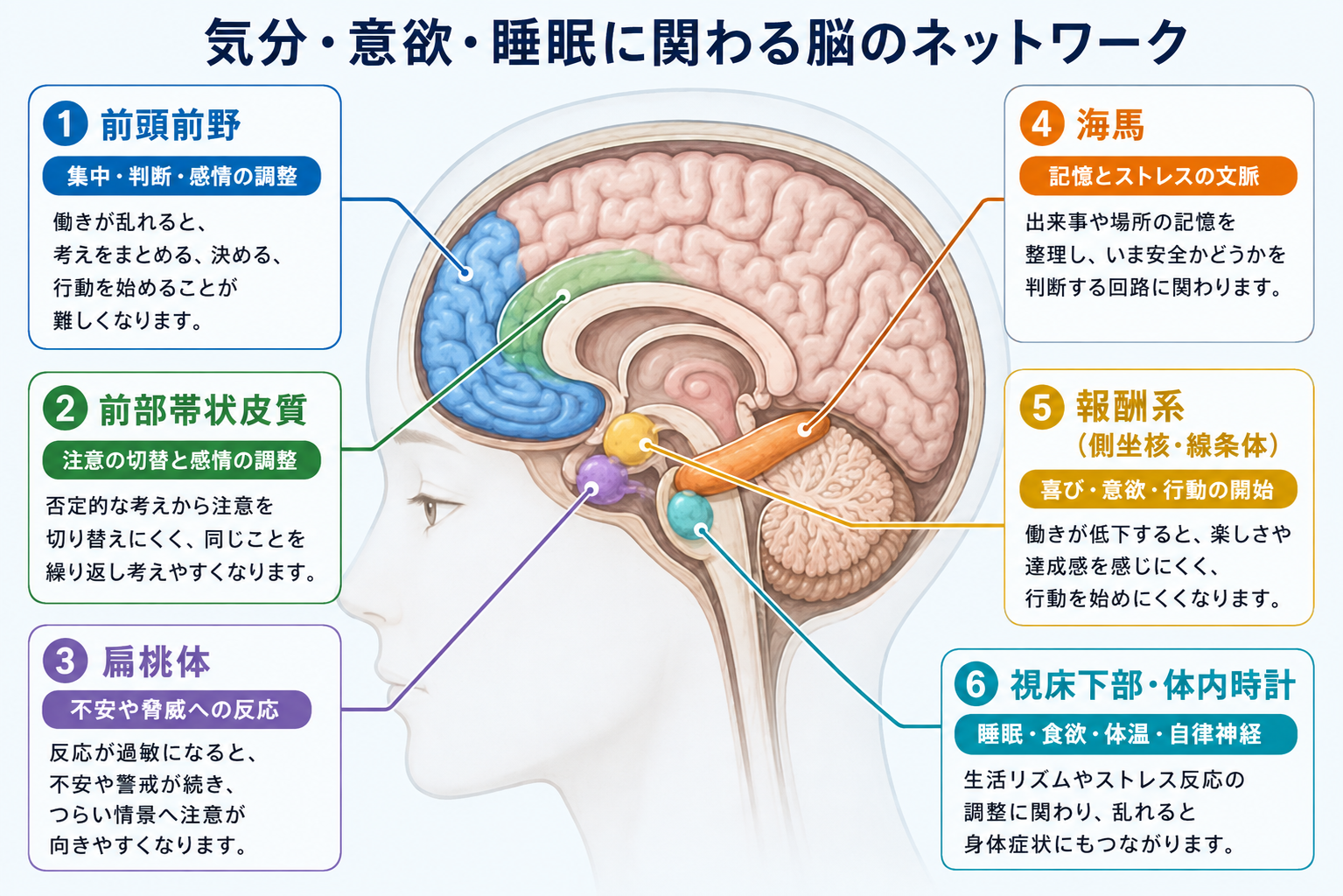 中央の脳断面図と、前頭前野、前部帯状皮質、扁桃体、海馬、報酬系、視床下部・体内時計の6領域を色分けした接続線と解説枠で示す模式図